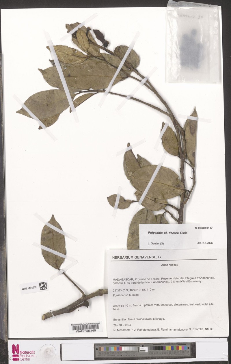Huberantha decora
