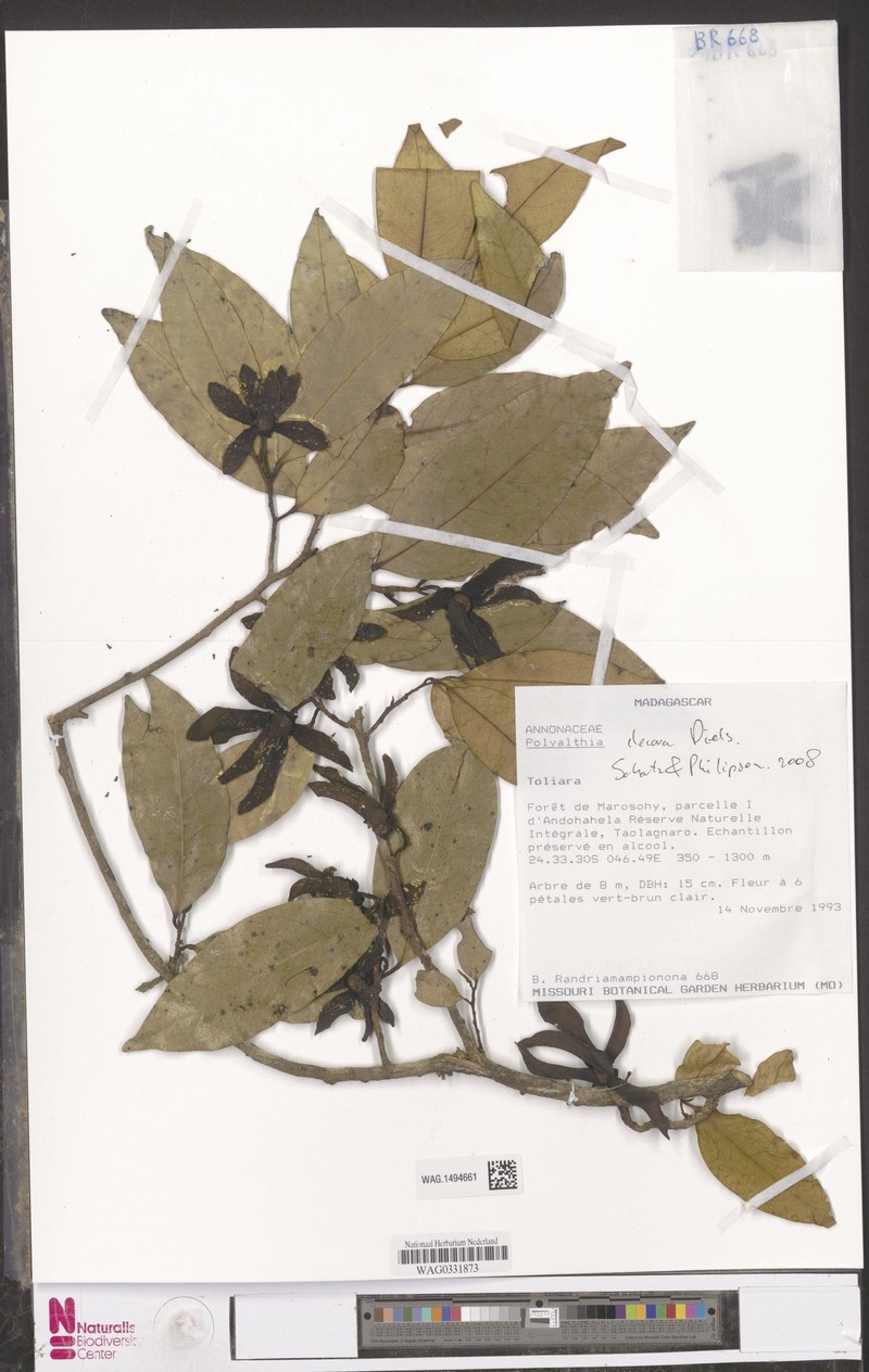Huberantha decora photo 3