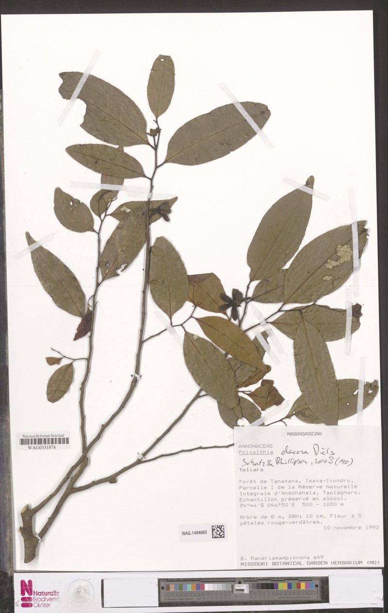 Huberantha decora photo 4