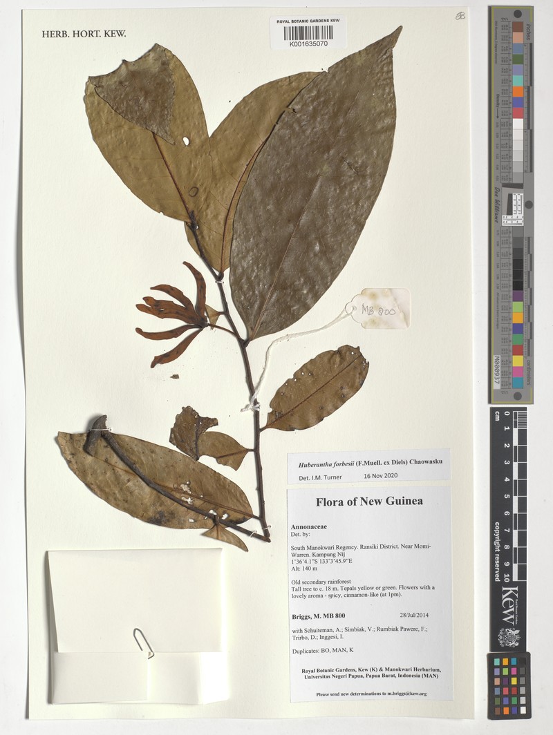 Huberantha forbesii