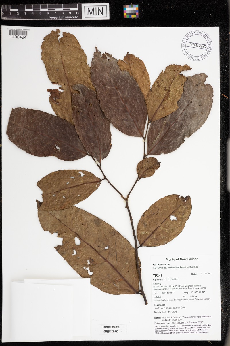 Huberantha forbesii photo 2