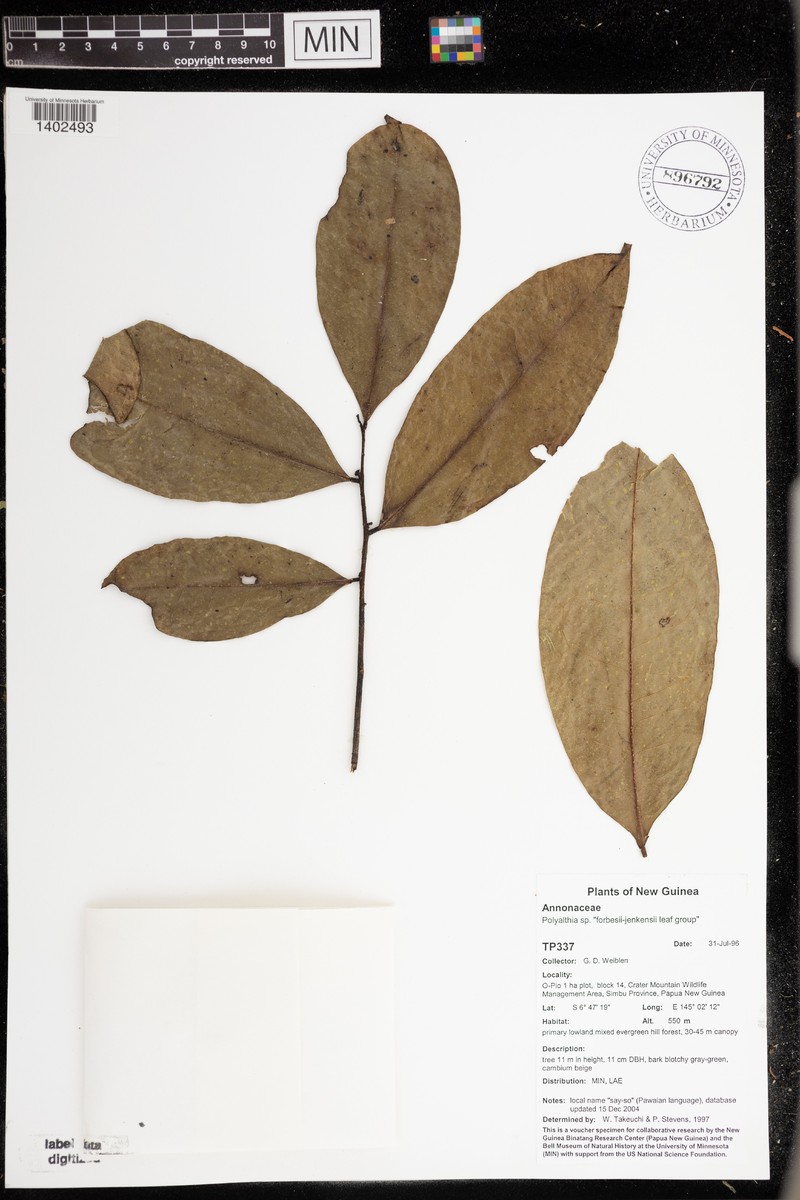Huberantha forbesii photo 3
