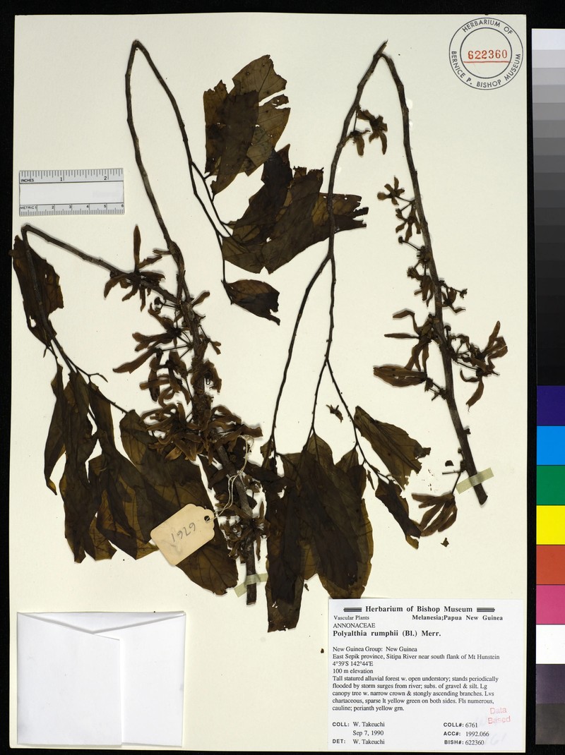 Huberantha forbesii photo 4
