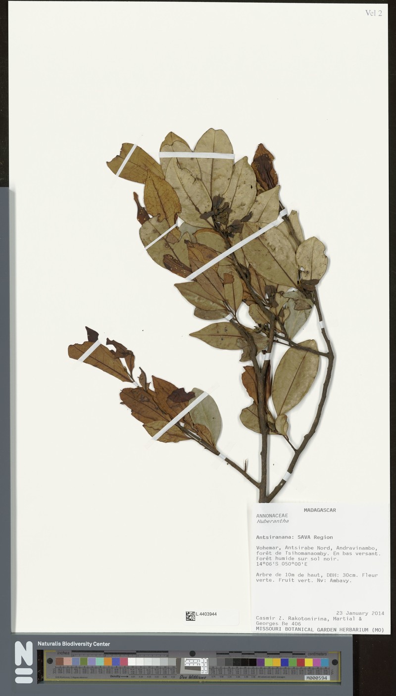 Huberantha henrici
