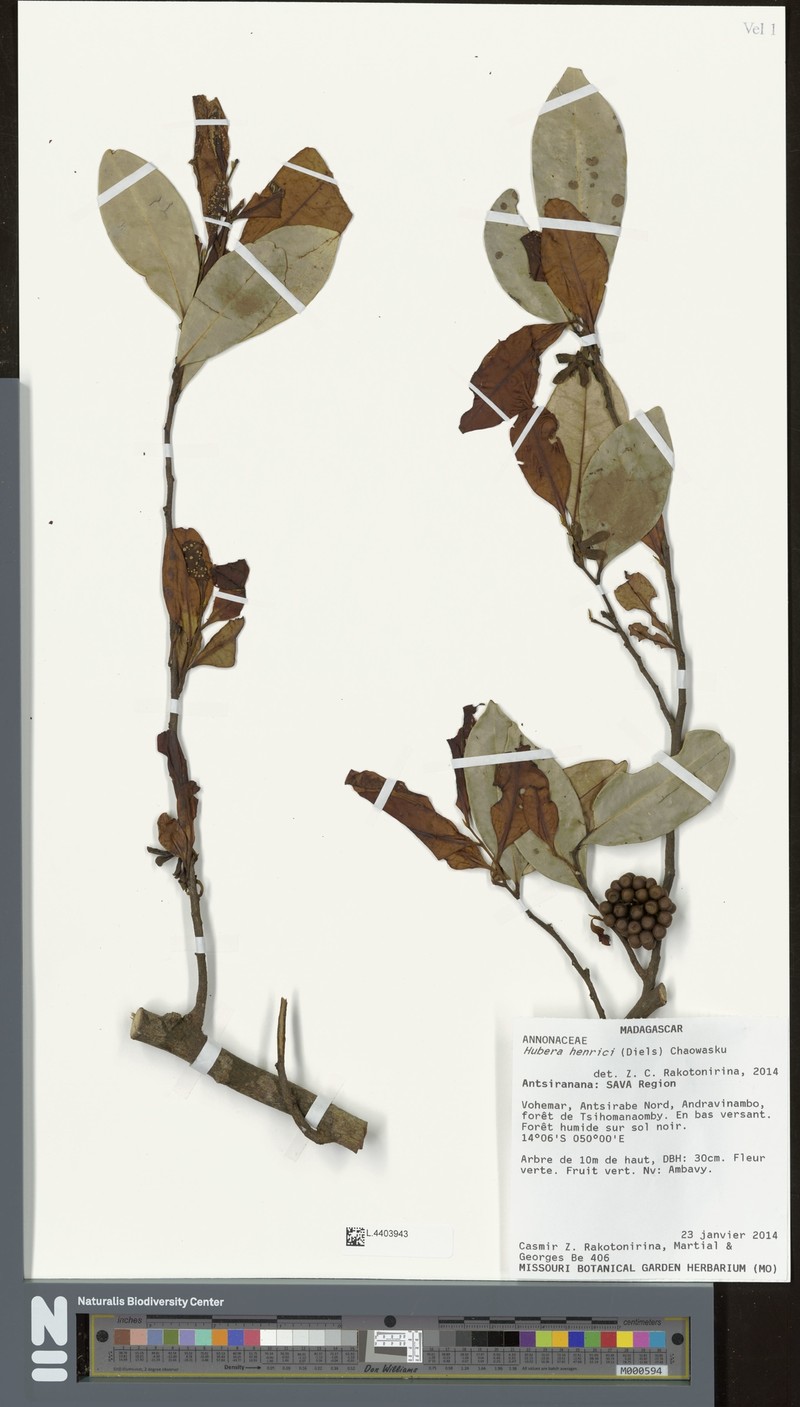 Huberantha henrici photo 2