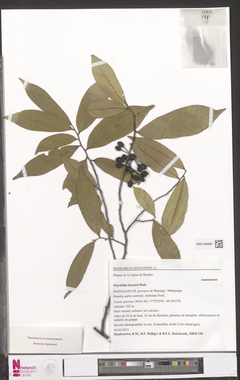 Huberantha henrici photo 3