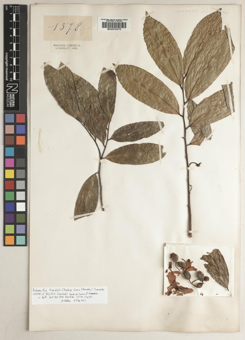 Huberantha humblotii