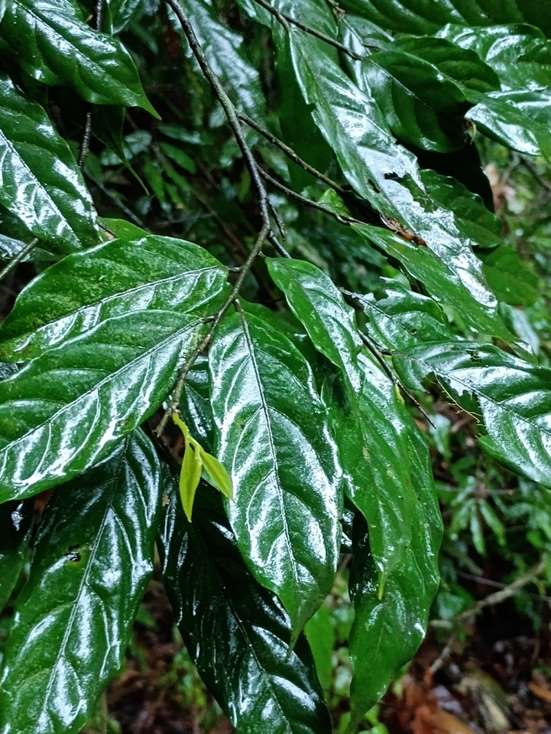 Huberantha jenkinsii