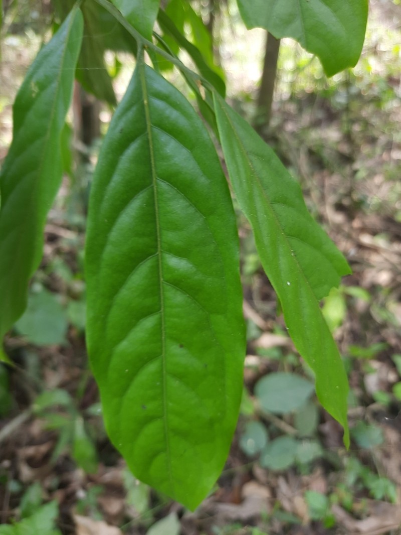 Huberantha jenkinsii photo 2