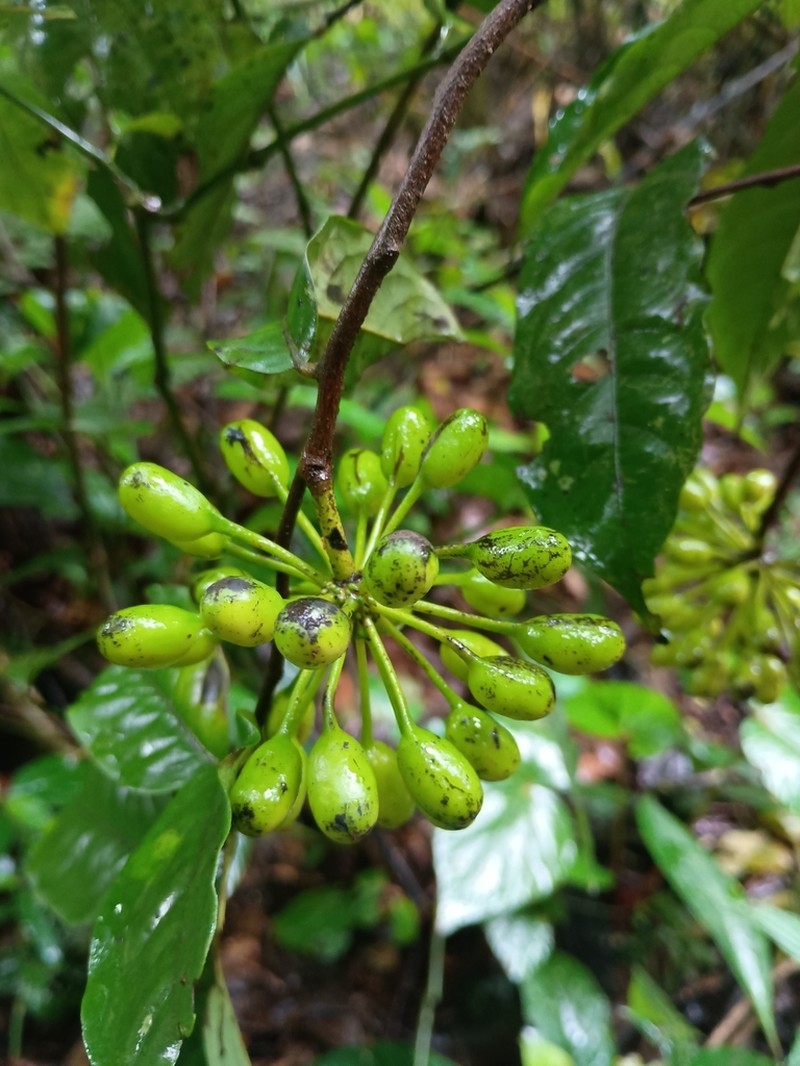 Huberantha jenkinsii photo 3
