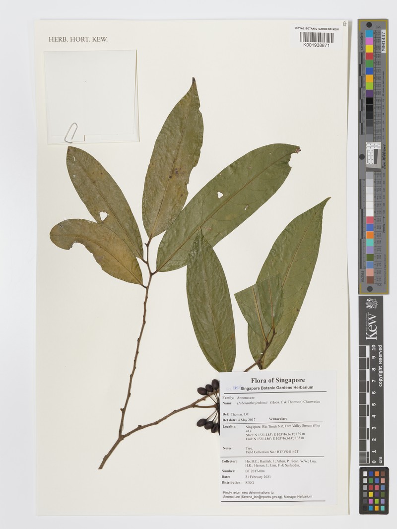 Huberantha jenkinsii photo 6