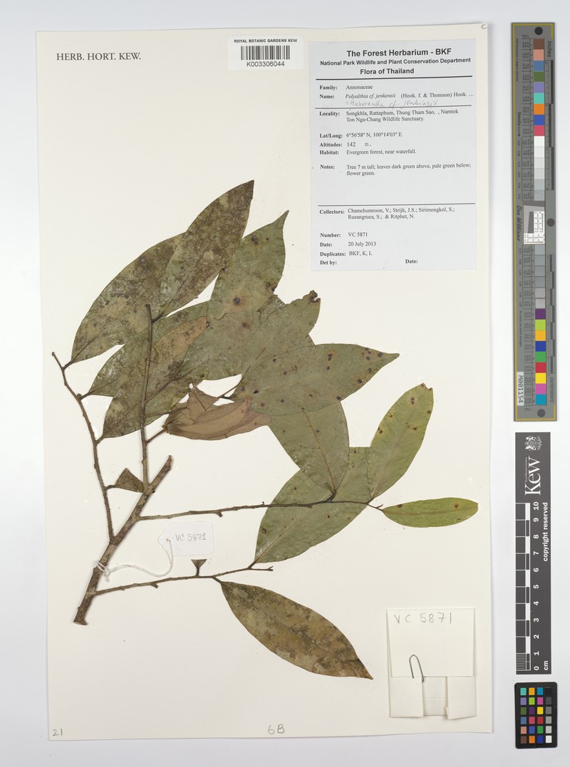 Huberantha jenkinsii photo 8