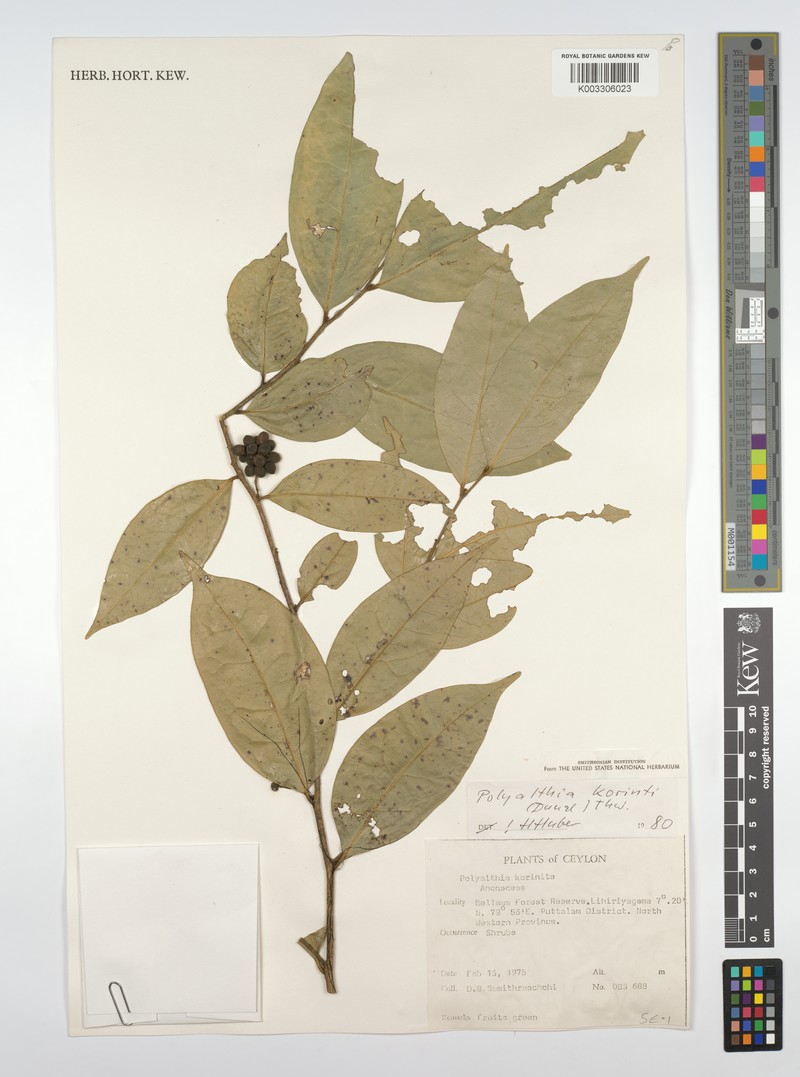 Huberantha korinti