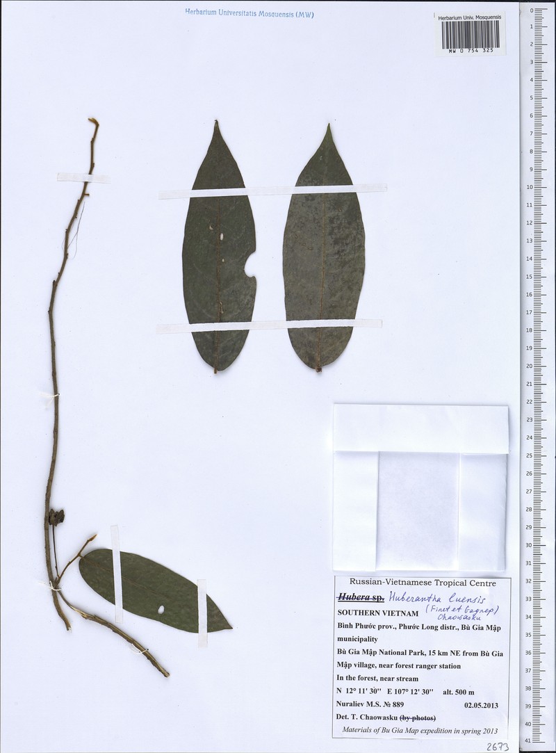 Huberantha luensis