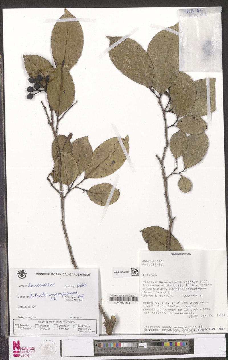 Huberantha multistamina