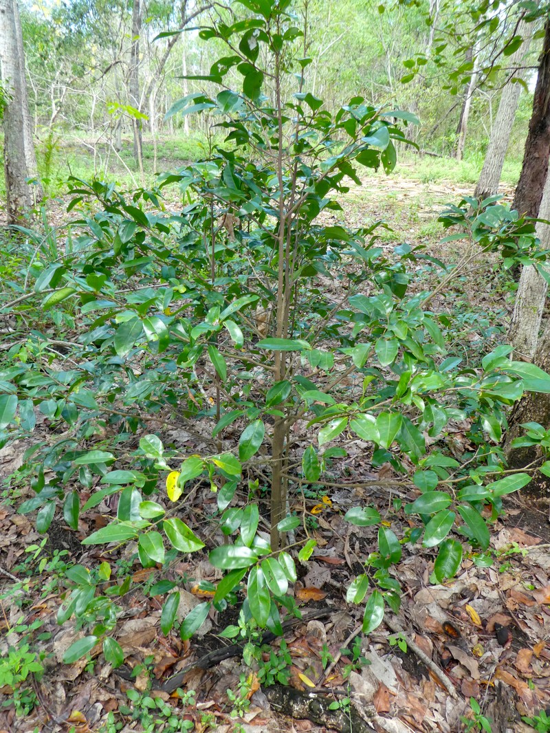 Huberantha nitidissima