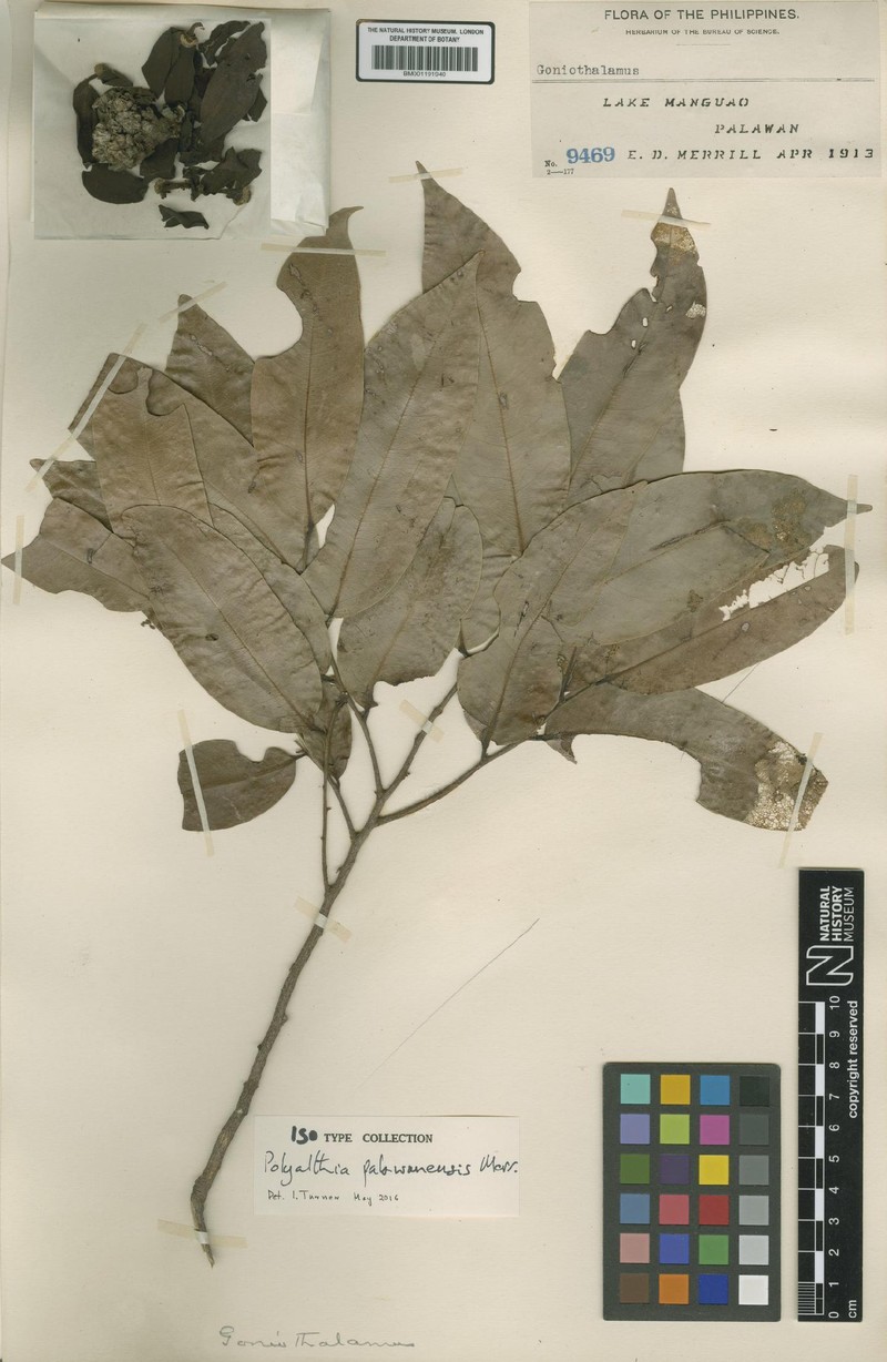 Huberantha palawanensis