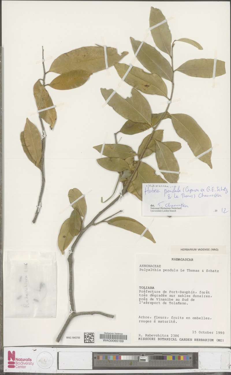 Huberantha pendula
