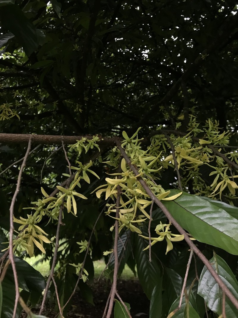 Huberantha rumphii