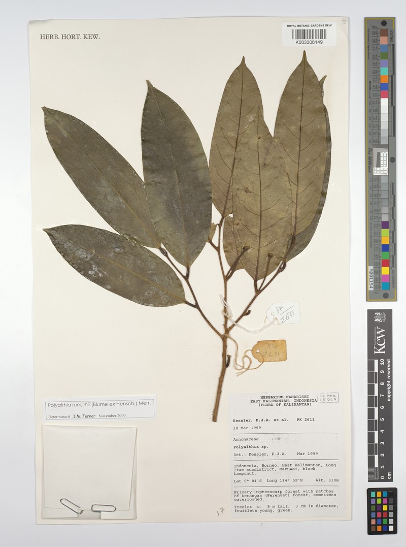Huberantha rumphii photo 2