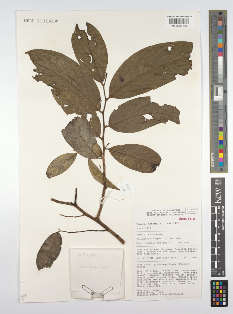 Huberantha rumphii photo 3