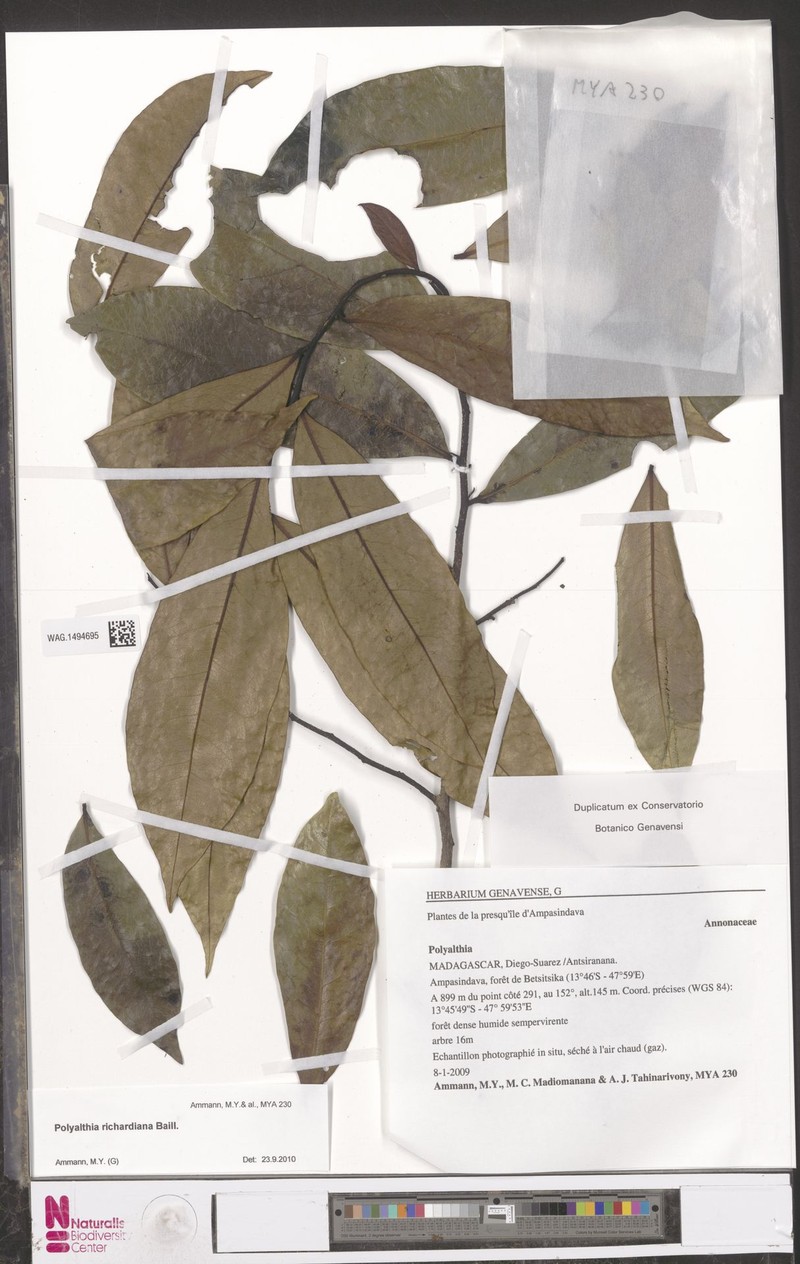 Huberantha sambiranensis