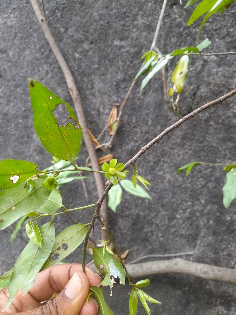 Huberantha senjiana