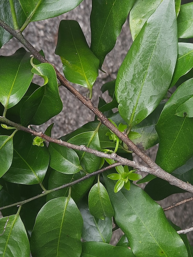 Huberantha senjiana photo 2