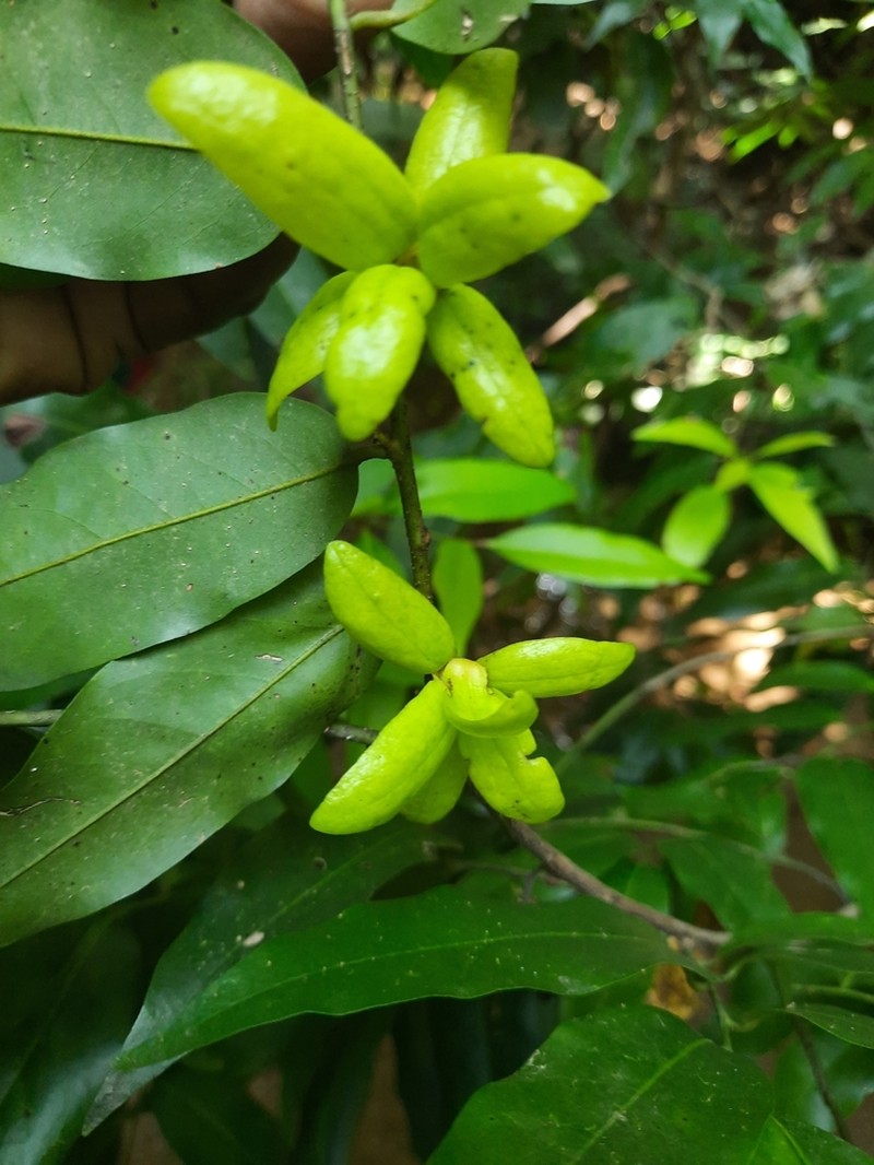 Huberantha senjiana photo 3