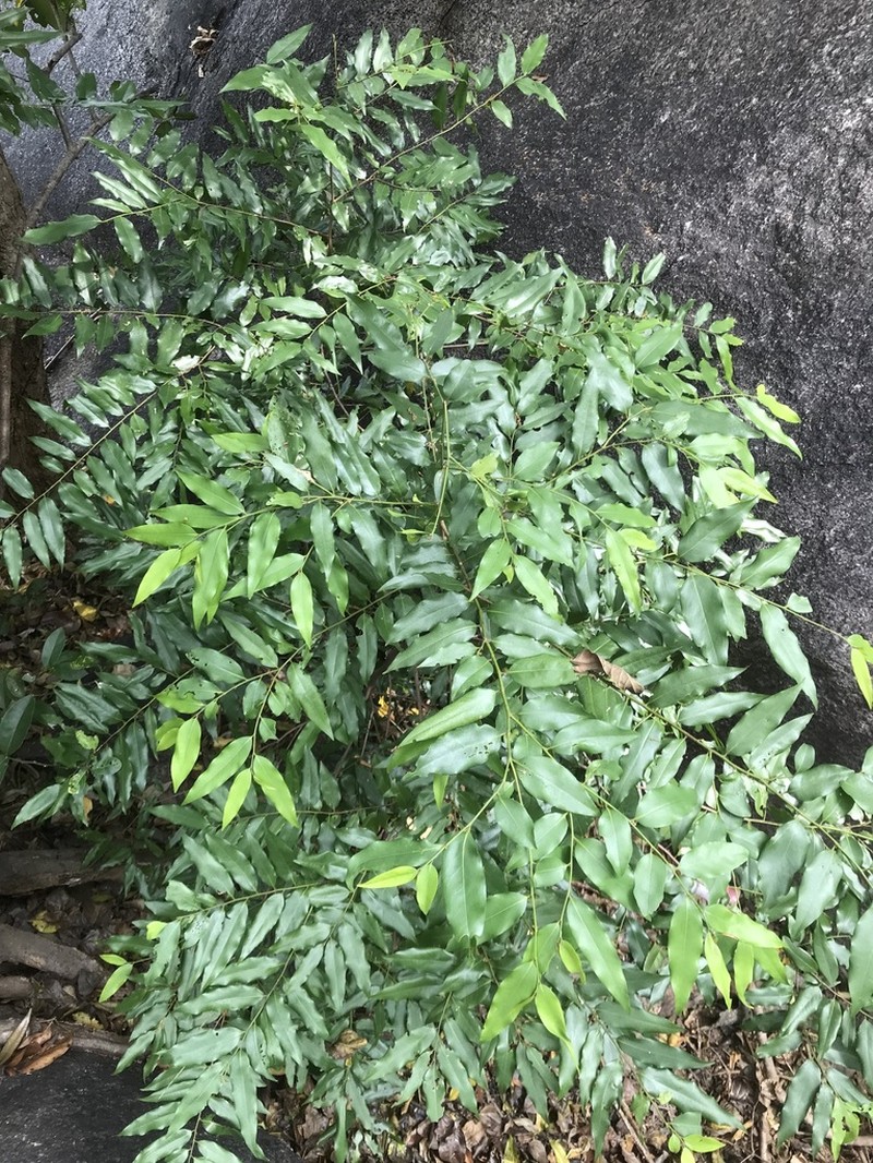 Huberantha senjiana photo 4
