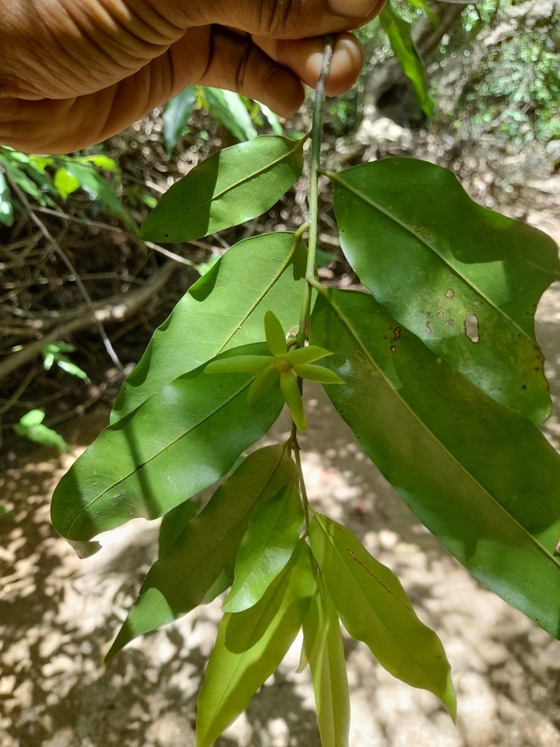 Huberantha senjiana photo 5
