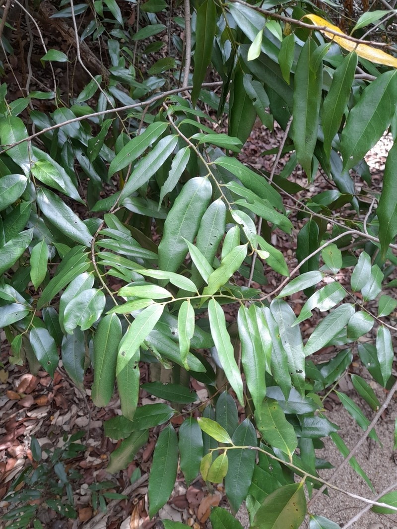Huberantha senjiana photo 6