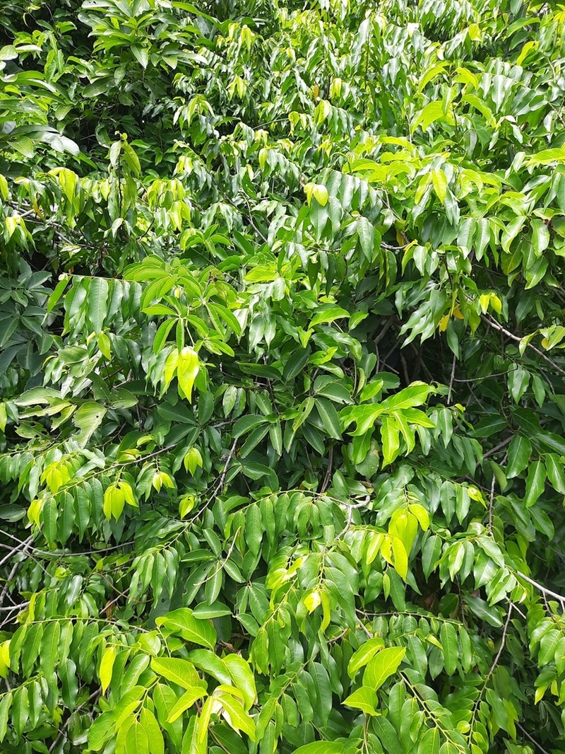 Huberantha senjiana photo 7