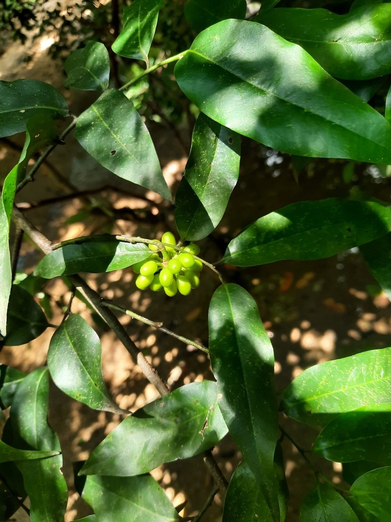 Huberantha senjiana photo 8