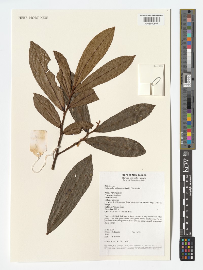 Huberantha trichoneura