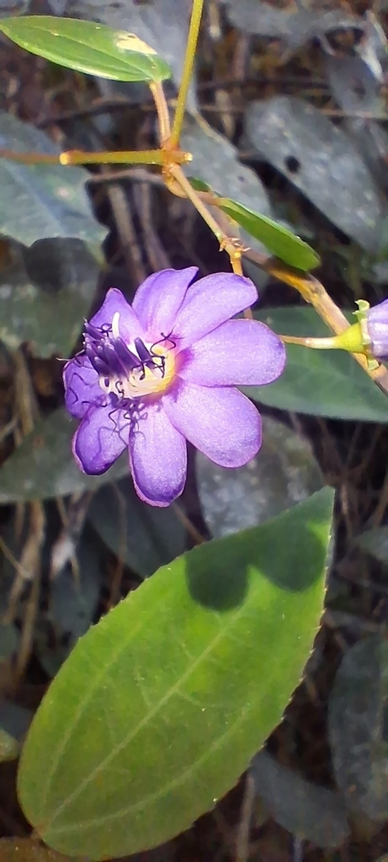 Huberia bradeana