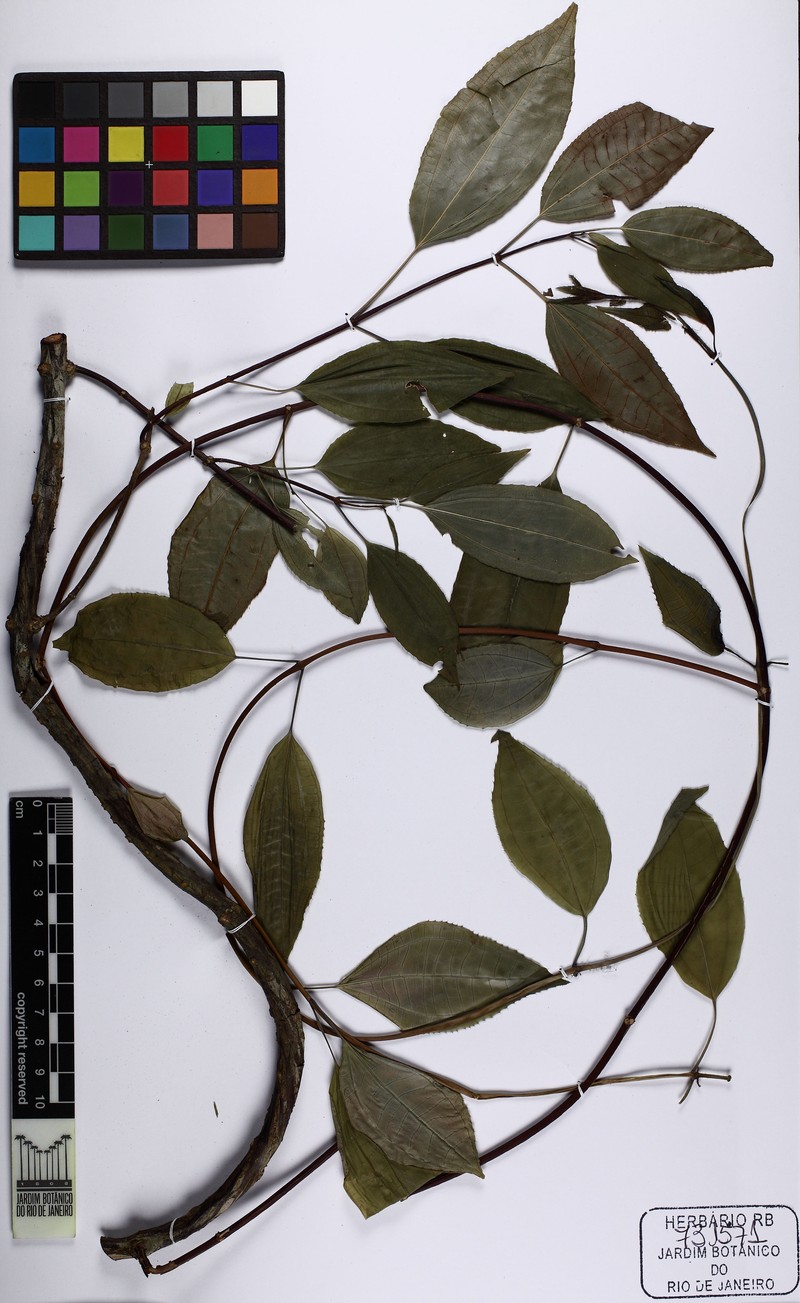 Huberia bradeana photo 2