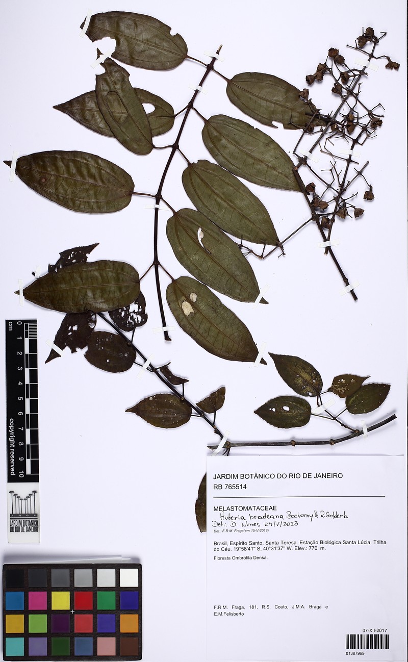 Huberia bradeana photo 4
