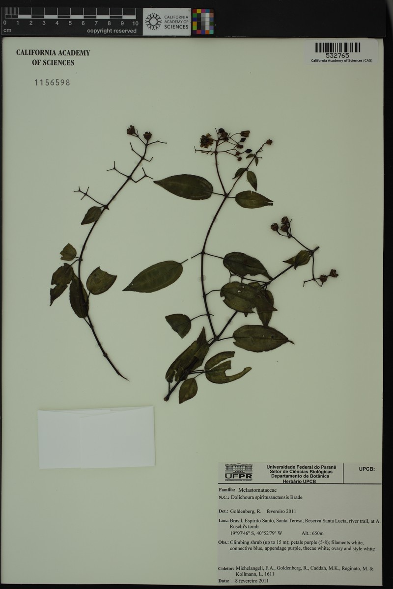 Huberia bradeana photo 5