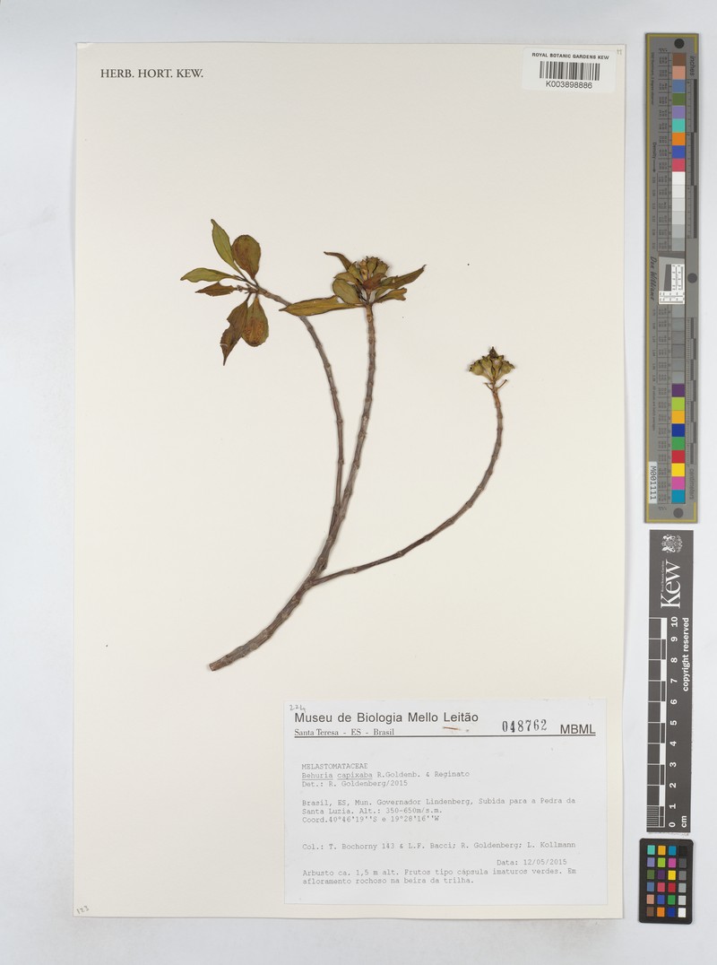 Huberia capixaba