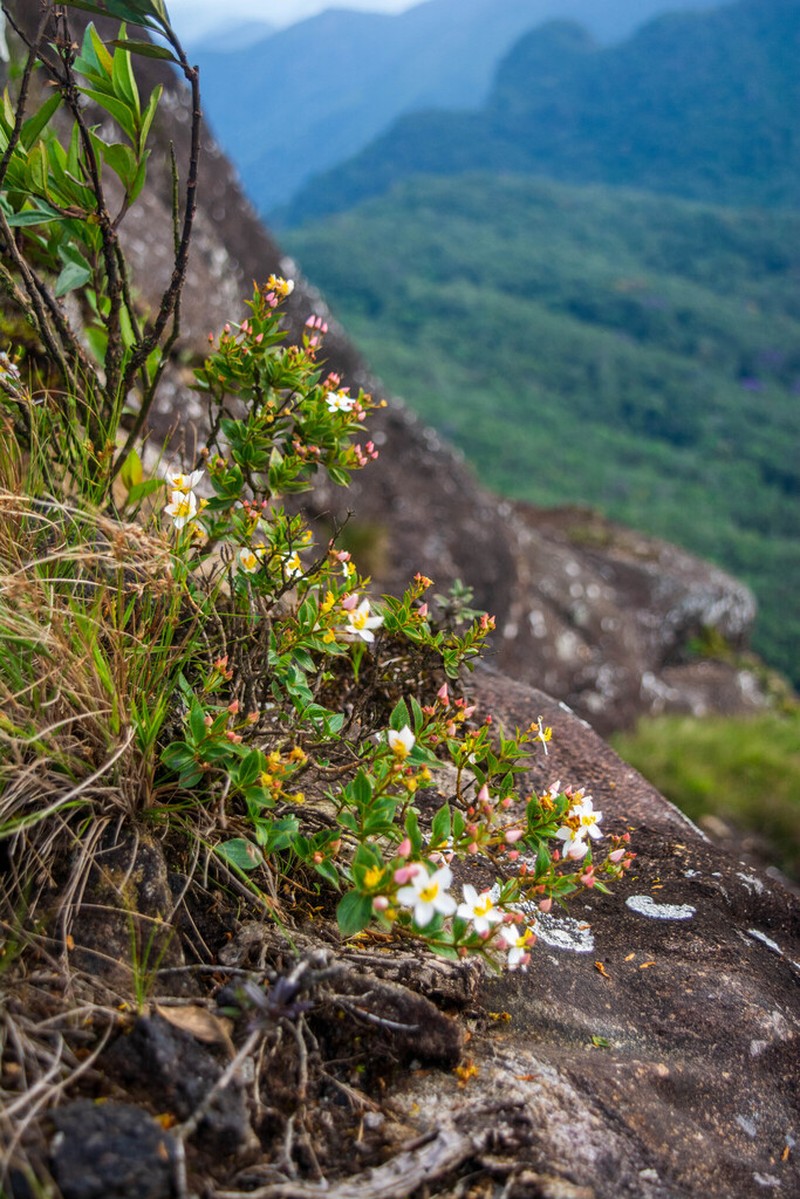 Huberia comosa