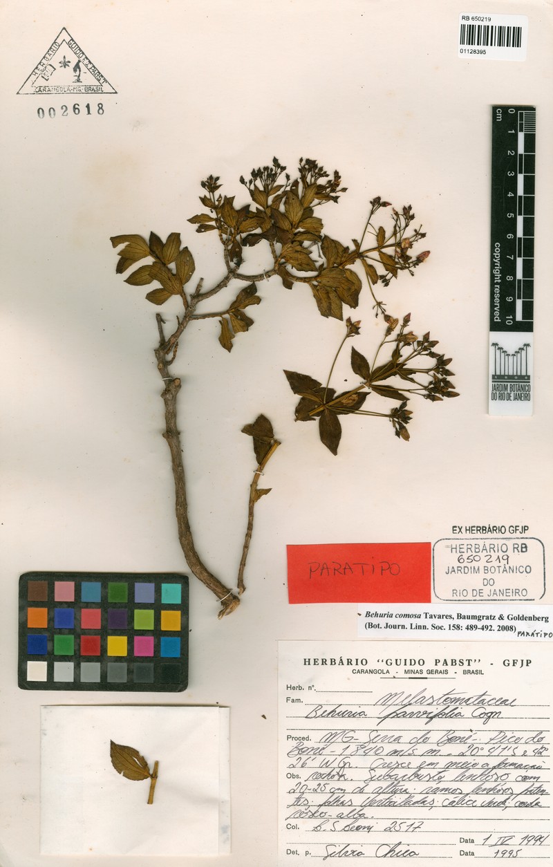 Huberia comosa photo 2