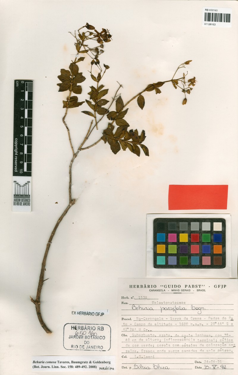Huberia comosa photo 3