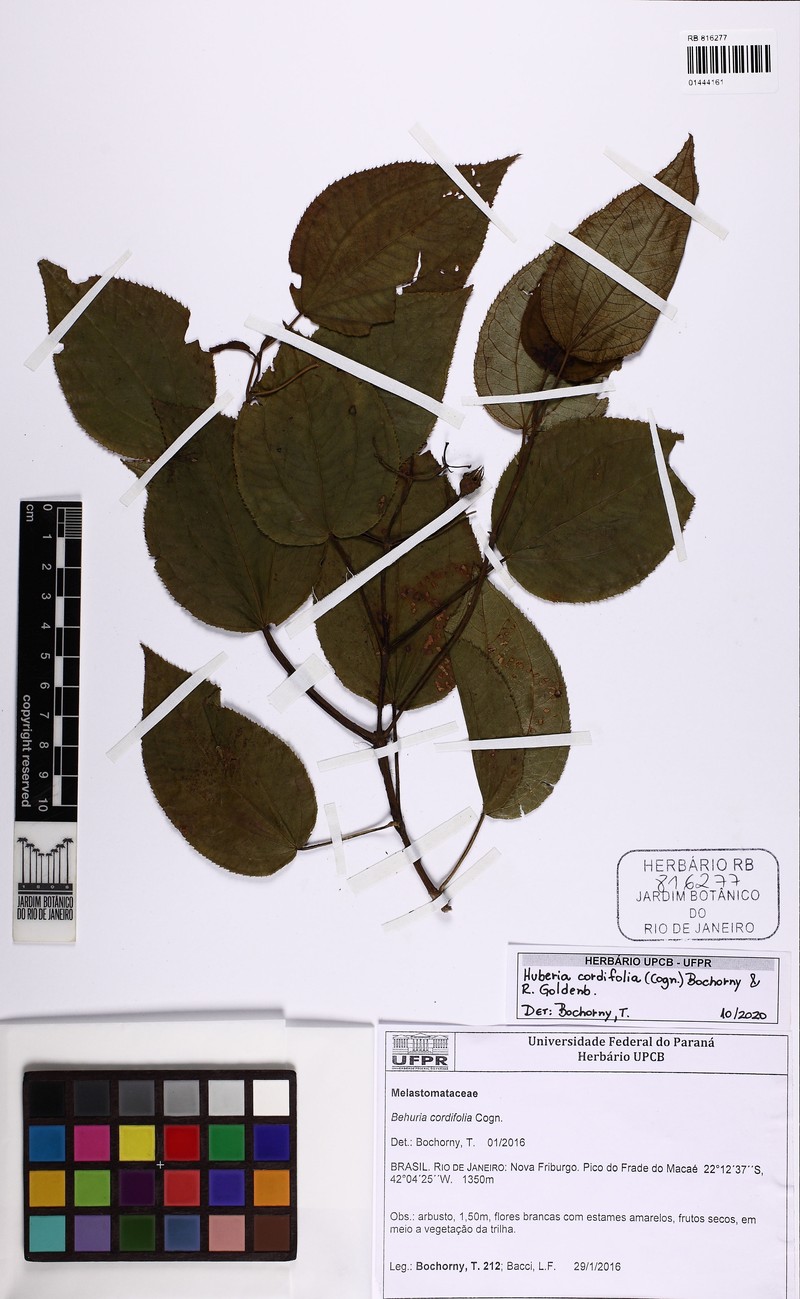 Huberia cordifolia