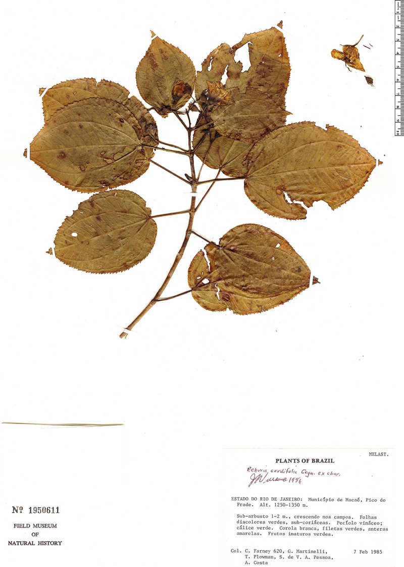 Huberia cordifolia photo 2