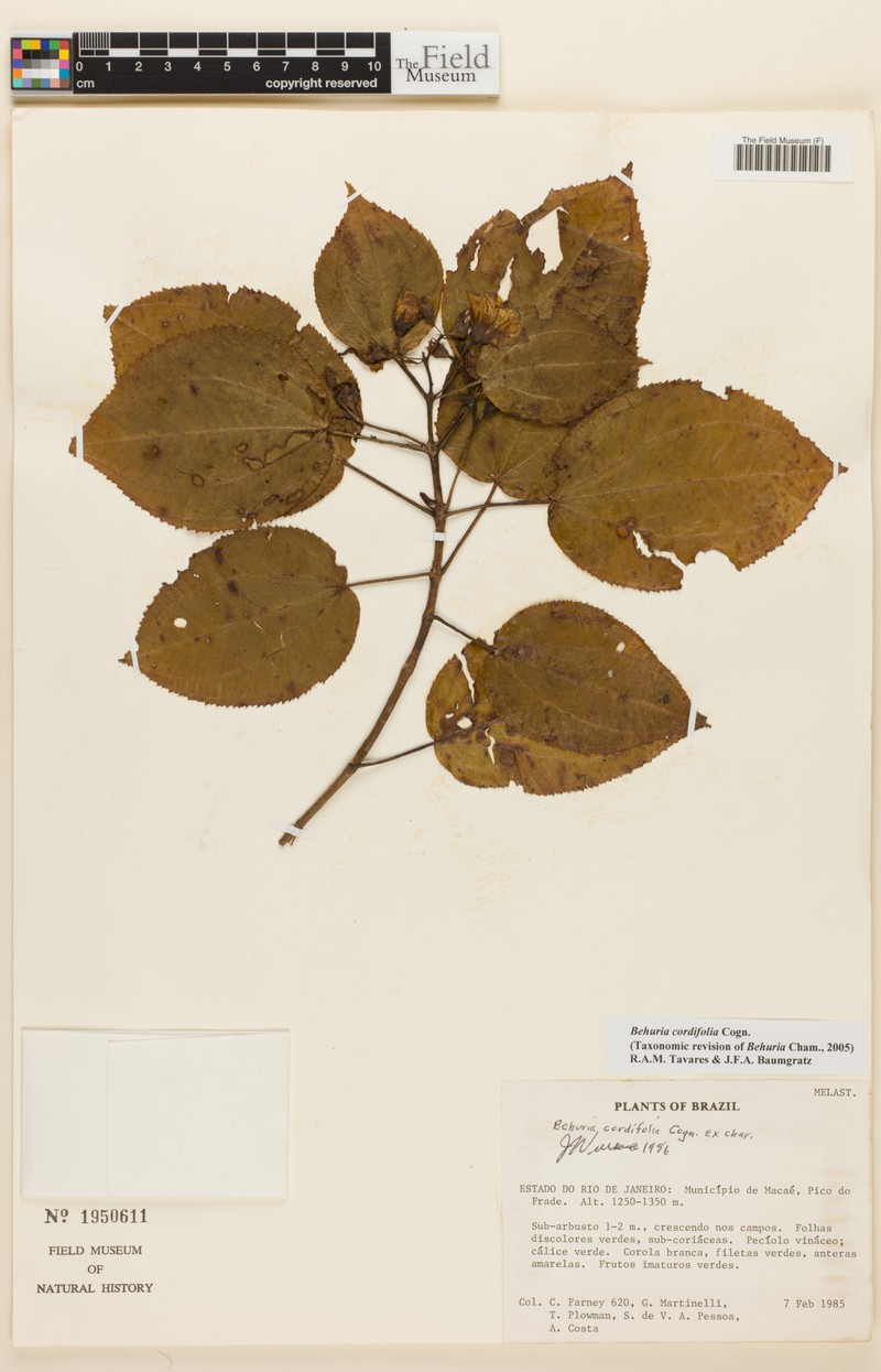 Huberia cordifolia photo 3