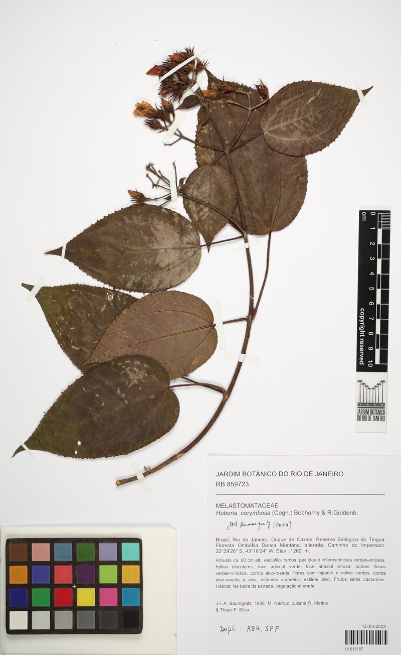 Huberia corymbosa