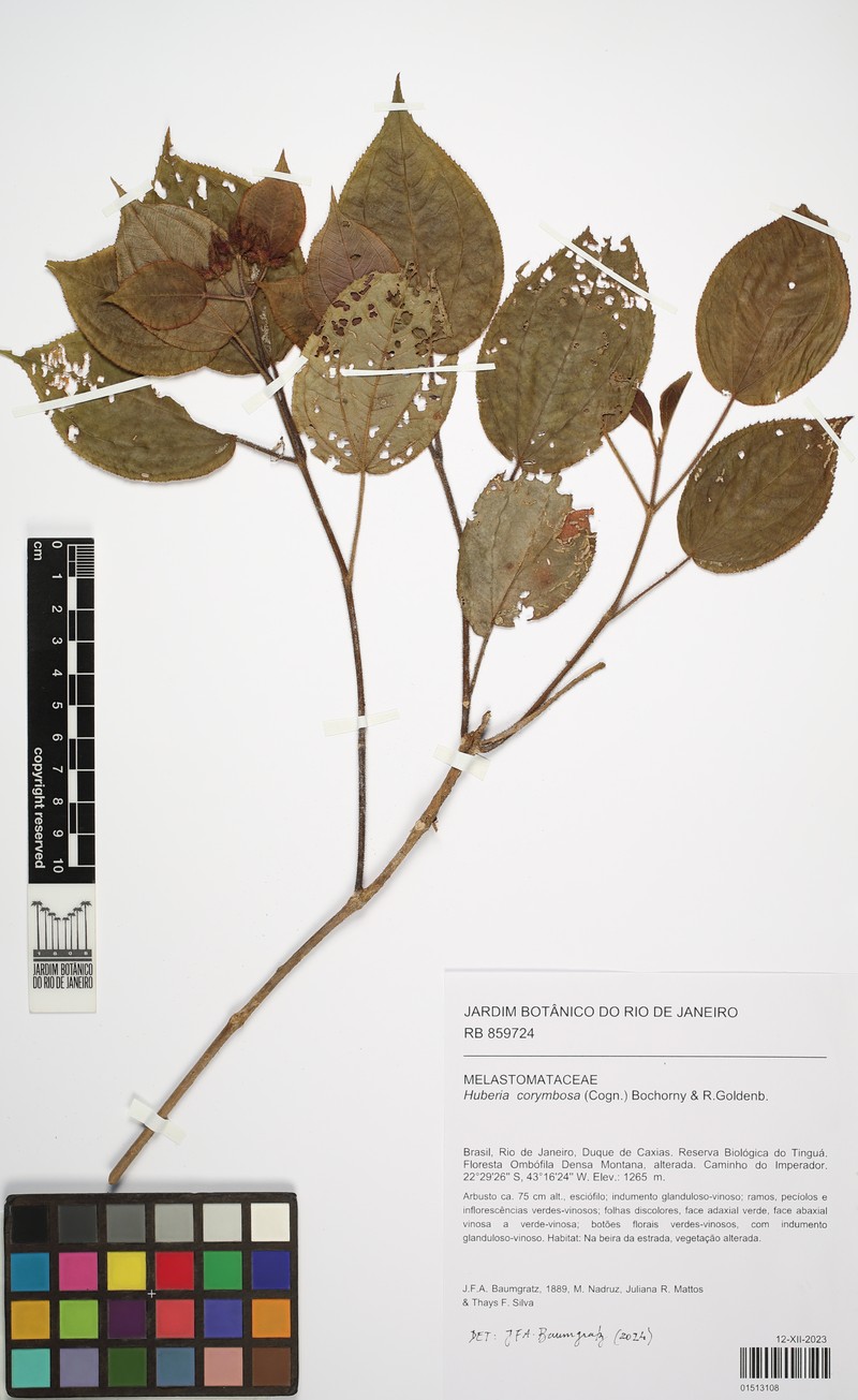 Huberia corymbosa photo 2