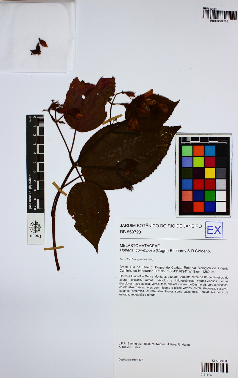 Huberia corymbosa photo 3
