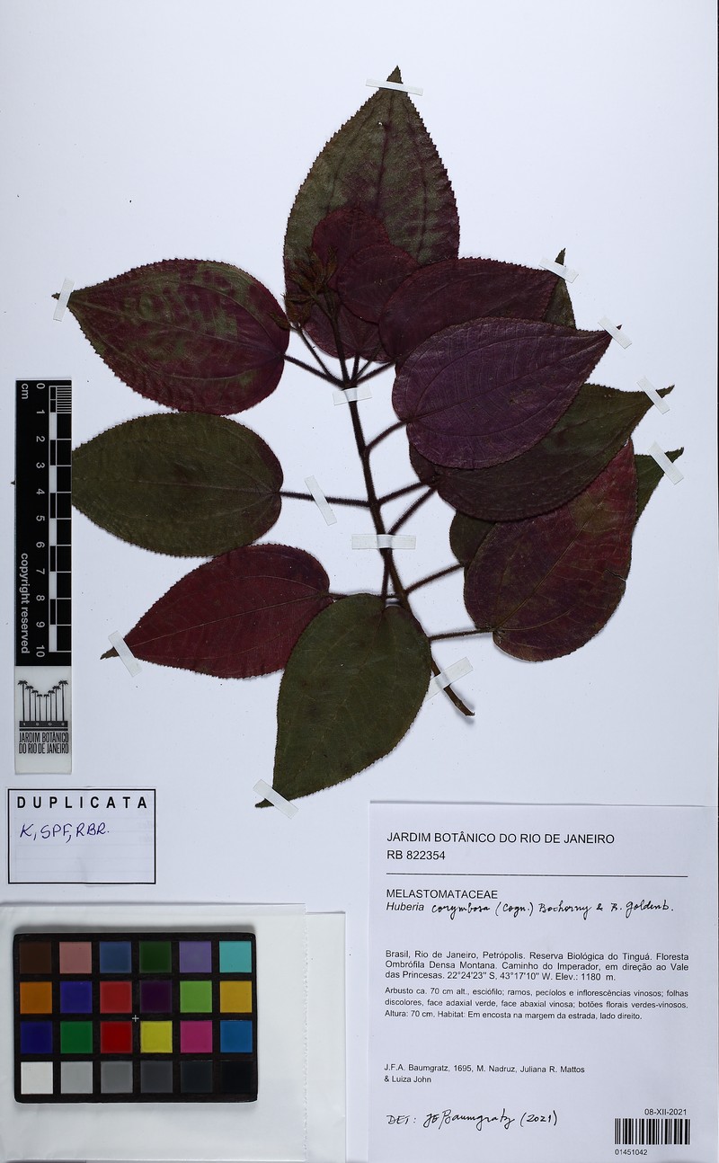 Huberia corymbosa photo 4